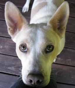 Aspen head shot